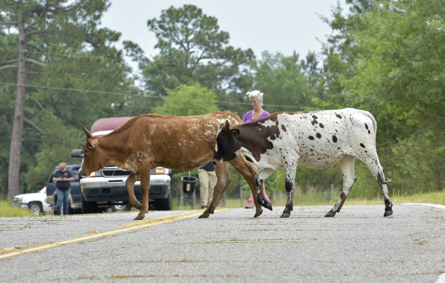 Cattle on the Loose